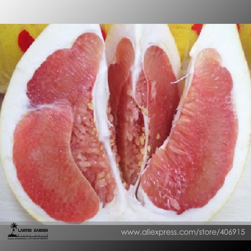 Red Grapefruit Citrus Maxima Hybrid Seeds 10 Seeds - $7.99