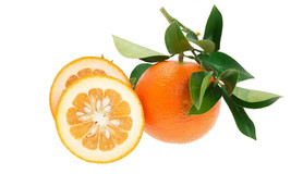 5 Daidai Bitter Orange Seeds Planting USA Gardening - $7.96