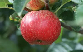 PPA 25+ Beauty Of Bath Apple Seeds For Garden Planting - USA  - £5.49 GBP