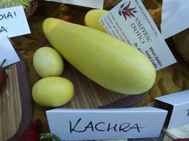 Kachra - Indian Honeysweet Minimelon - Melon - 5+ seeds - Cu 006 - £1.59 GBP