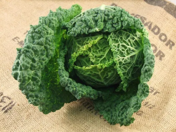 250 Savoy Cabbage Seeds Non Gmo Harvest Garden Fresh - $5.86