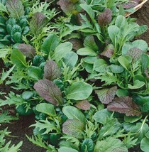 Sh Lettuce Braising Mix Cool Season Containers Heirloom Fall 250 Seeds! - £6.33 GBP
