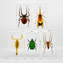 10 Pcs Insect in Resin Specimen Bugs Collection Paperweights Real Insect 2.8 in - £49.97 GBP