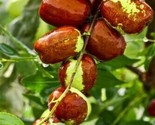 Jujube Fruit Tree Superfruit Ziziphus Jujube 10 Authentic Seeds Free Shi... - £5.88 GBP