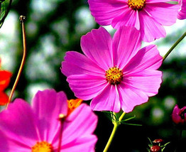 USA Tall Pink Cosmos Bipinnatus Flower 200 Seeds - £8.47 GBP