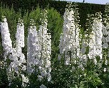 White King Larkspur Delphinium Consolida Pre Stratified 30 Seeds - $8.99