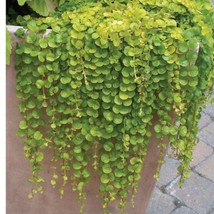 USA Seller Mpb#12 Seeds Dichondra Emerald Falls 25 Seeds Fast Shipping - $24.10