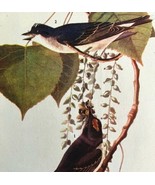 Kingbird Bird 1946 Color Art Print John James Audubon Nature DWV2H - €26,29 EUR