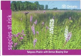 Postcard Tallgrass Prairie With Dense Blazing Star Species At Risk Ontario - £2.32 GBP