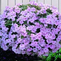 50 Impatiens Seeds Cascade Beauty Pink Seeds Trailing Gardening USA Ship... - $14.95