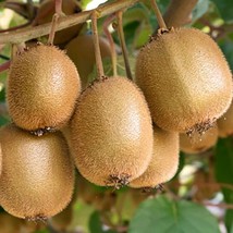 Kiwi Gold Seeds Pack - 10 Premium Exotic Fruit Seeds for Home Gardening, Perfect - £6.01 GBP