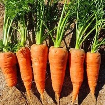 Red Core Chantenay Carrot Seeds Organic Usa Seller Garden - £3.73 GBP