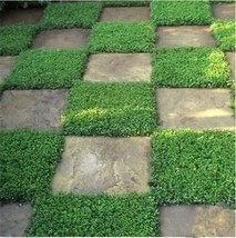 HSE 1,000+ Outdoor Green Carpet Seeds for Planting - Rupturewort (Herniaria Glab - $13.47