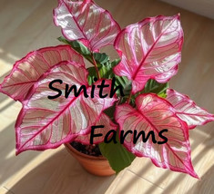 AD 25 Seeds Pink Edged Coleus Flower Beautiful Bright Colored Leaves Flo... - $249.91 MXN