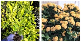 Starter Live Plant Yellow Maui Ixora Tropical 7 Inches Tall~2 Plugs Per Order - £20.77 GBP