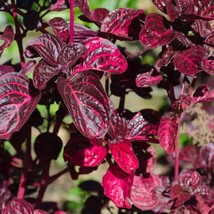 Red Coleus Flower Colorful, 100 Seeds D - £9.64 GBP