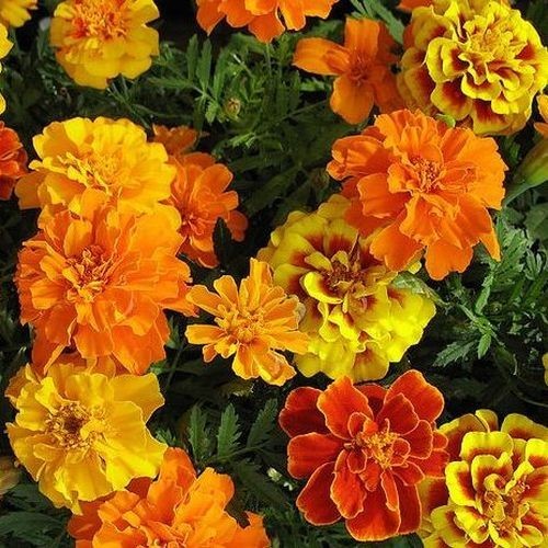 French marigold sparky mix 75 fresh seeds