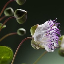 US Seller 25 Caper Seeds Capparis Spinosa - £7.08 GBP