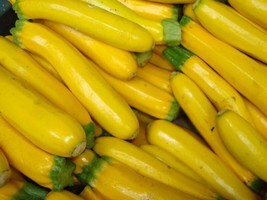 Squash Seeds Golden Zucchini 25 Ct Summer Vegetable  From US - £5.69 GBP