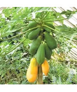 PWO 50 Papaya Seeds Proven Sweet, Healthy, Carica Papaya Buy 50 Get 10 Free - £8.79 GBP