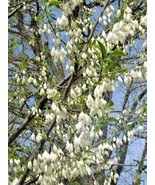 10 Big Flowered Silverbell Seeds Halesia Diptera Var Magniflora Fresh Fa... - €10,97 EUR