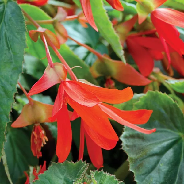 Bin#2R7D6 Begonia Seeds Santa Cruz Sunset Trailing Begonia 15 Pelleted Seeds - £13.18 GBP