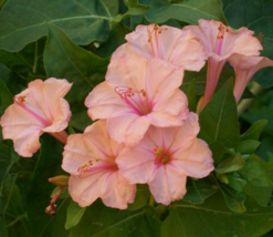 25 Pc Seeds Salmon Four O&#39;clock Flowers, Four O&#39;clock Seeds for Planting | RK - $18.90