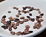 Phaseolus Lunatus &#39;Jackson Wonder&#39; Heirloom Non Gmo Butter Bean 15 Seeds - $8.99