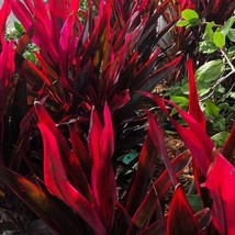 Chili Pepper Cordyline Ti Plant Seeds   Fresh Seeds USA - $22.66