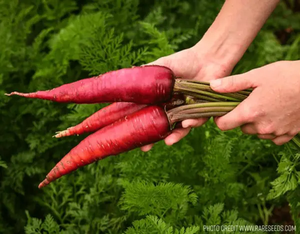 Carrot Purple Dragon 300 Seeds Organic Fresh Garden - £8.91 GBP