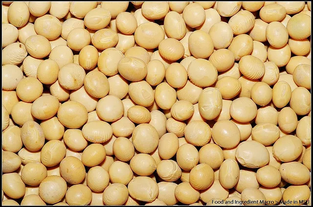 Soybeans, White Soybean, Soy Bean, 22 Seeds - $9.20