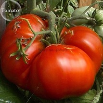  &#39;Champion&#39; Giant Red Tomato 100 heirloom organic E3818 Seeds - $6.00