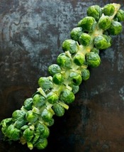 25 Vegetable Seeds Free Brussel Sprouts - $5.98