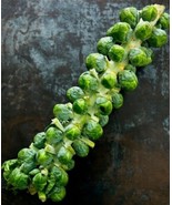 25 Vegetable Seeds Free Brussel Sprouts - $5.98