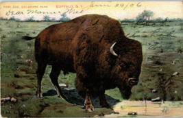 Buffalo Park Zoo Delaware Park New York Undivided Back Postcard Posted 1906 - £8.73 GBP