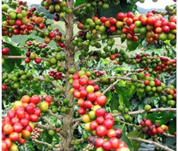 10 Colorful Coffee Bean Tree Seeds for Garden - £9.42 GBP