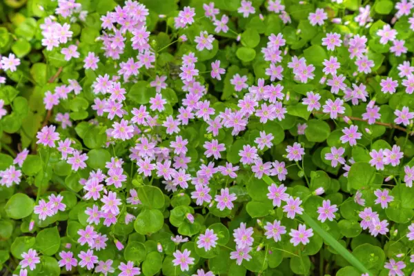 Top Seller 20 Siberian Spring Beauty Claytonia Sibirica Purslane Pink Sh... - $14.60