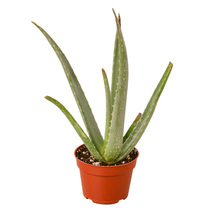 Aloe Vera Plant in 4-inch Nursery Pot, Chinese, Burn, True Aloe, First Aid Plant - £18.65 GBP