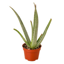 Aloe Vera Plant in 4-inch Nursery Pot, Chinese, Burn, True Aloe, First A... - $23.71