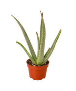 Aloe Vera Plant in 4-inch Nursery Pot, Chinese, Burn, True Aloe, First A... - €20,60 EUR