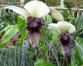 Tacca Integrifolia 10 Seeds White Bat Flower House Plant Refr Tl1 Fresh Garden U - $16.20