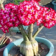 New Fresh Desert Rose Seeds Compact Single Flowers Rose Red And White Colors - $10.92