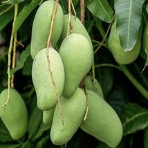 1Pcs Mango Gir Kesar Live Plant 12”-24”mangifera live Tropical Fruit Tree - $55.98