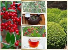 THJAR 40 Yaupon Holly Bush Hedge Seeds | Ilex vomitoria: Native Caffiene Tea Shr - $4.43