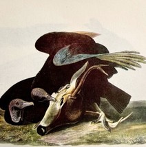 Black Vulture Bird Lithograph 1950 Audubon Antique Art Print Scavenger D... - $29.99