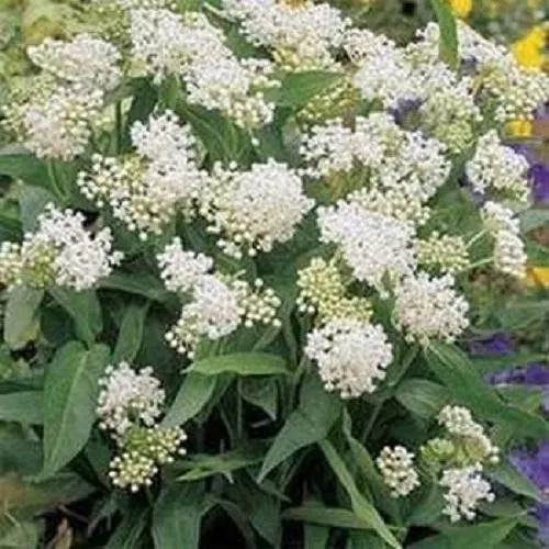 50 Butterfly Weed Seeds White (Asclepias Ncarnata ) Flower Seeds - £10.39 GBP