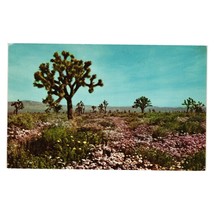 Vintage Postcard Mojave Desert California Joshua Tree Floral Landscape Roadside - £6.15 GBP