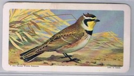 Brooke Bond Red Rose Tea Card #13 Horned Lark Canadian American Songbirds - $0.98