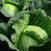 Guashi Store 100 Golden Acre Cabbage Seeds Heirloom Non Gmo Fresh Fast S... - $8.99