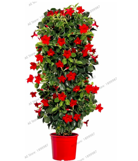 Perennial Rare Mandevilla Sanderi Flower Seeds Color: 1 - $17.99